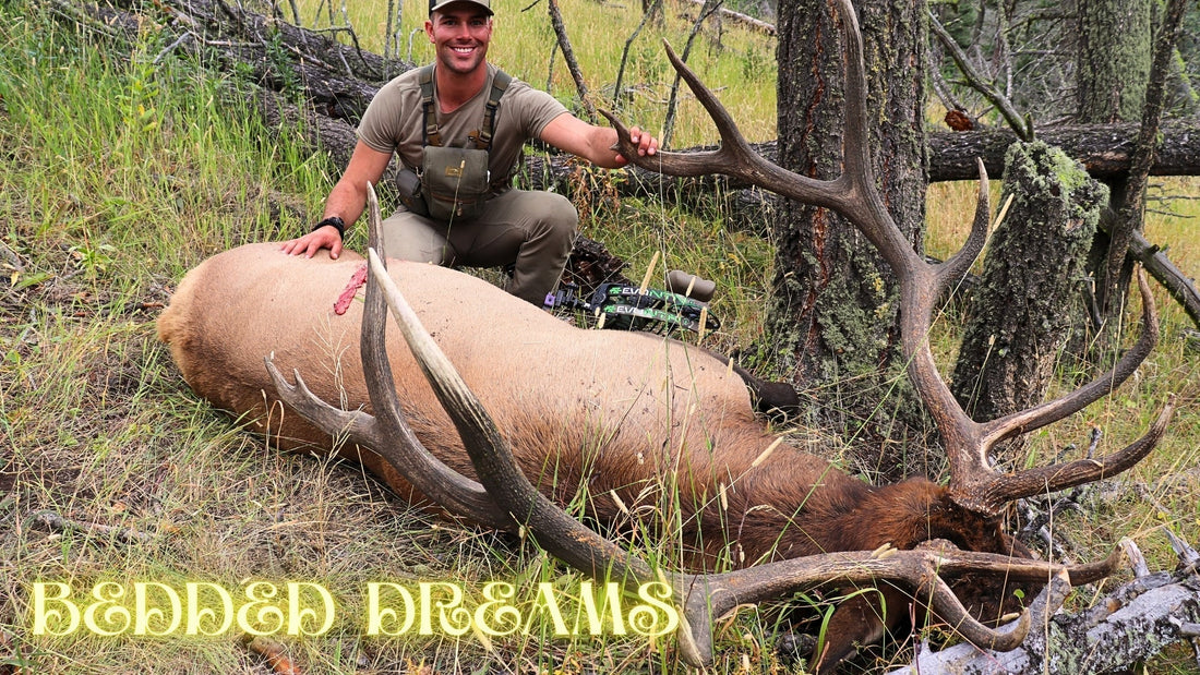 Bedded Dreams | Archery Elk Hunt